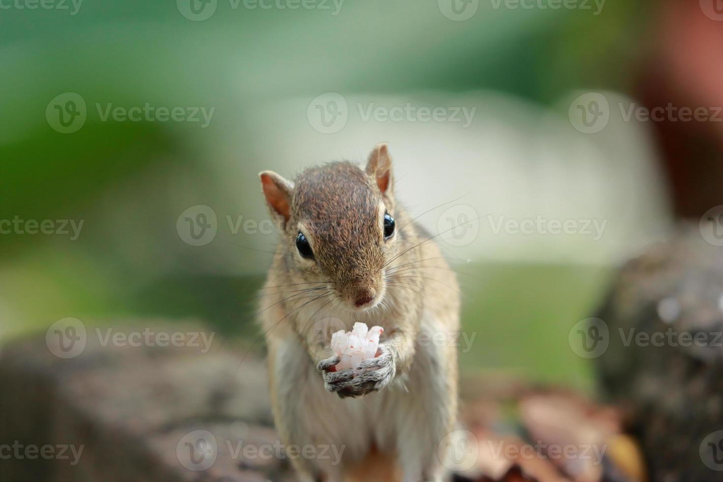 mooi eekhoorn aan het eten voedingsmiddelen dichtbij omhoog afbeelding foto