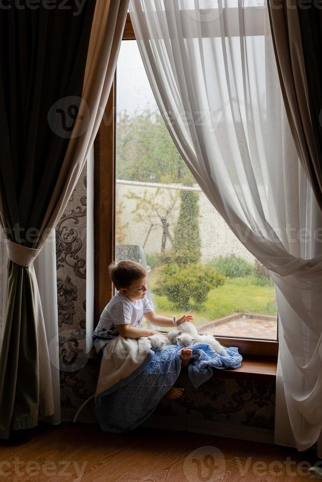 weinig jongen gedekt met een blauw gebreid deken is zittend Aan de vensterbank met wit pluizig katjes. regen buiten de venster, nat glas. rasecht huiselijk katten. liefde voor dieren. ruimte voor tekst. foto