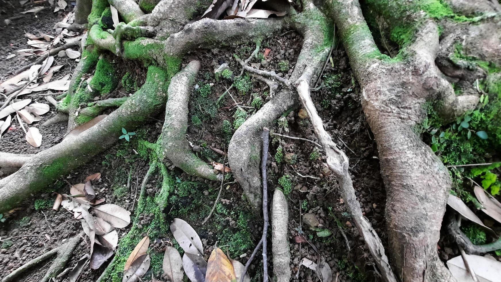 dichtbij omhoog de wortels van de ramboetan boom dat kijken mooi zijn gedraaid met mos aan het bedekken het 01 foto