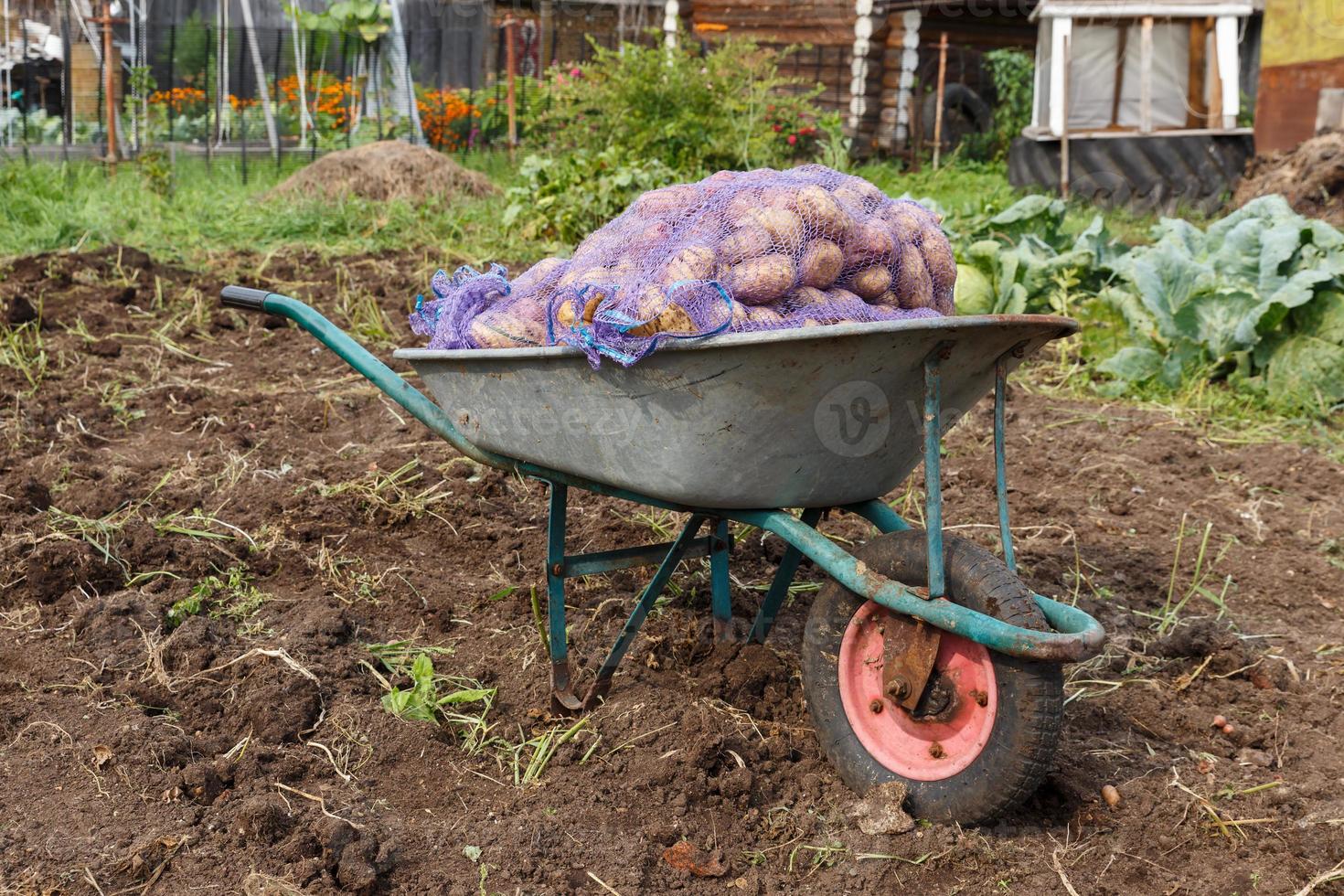 tuin kruiwagen met zakken van aardappelen is in de tuin. oogsten aardappelen. foto