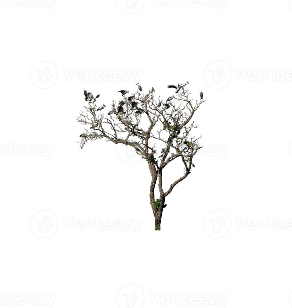 vogelstand neergestreken Aan een dood boom dat zijn geïsoleerd Aan een wit achtergrond zijn geschikt voor beide het drukken en web Pagina's foto