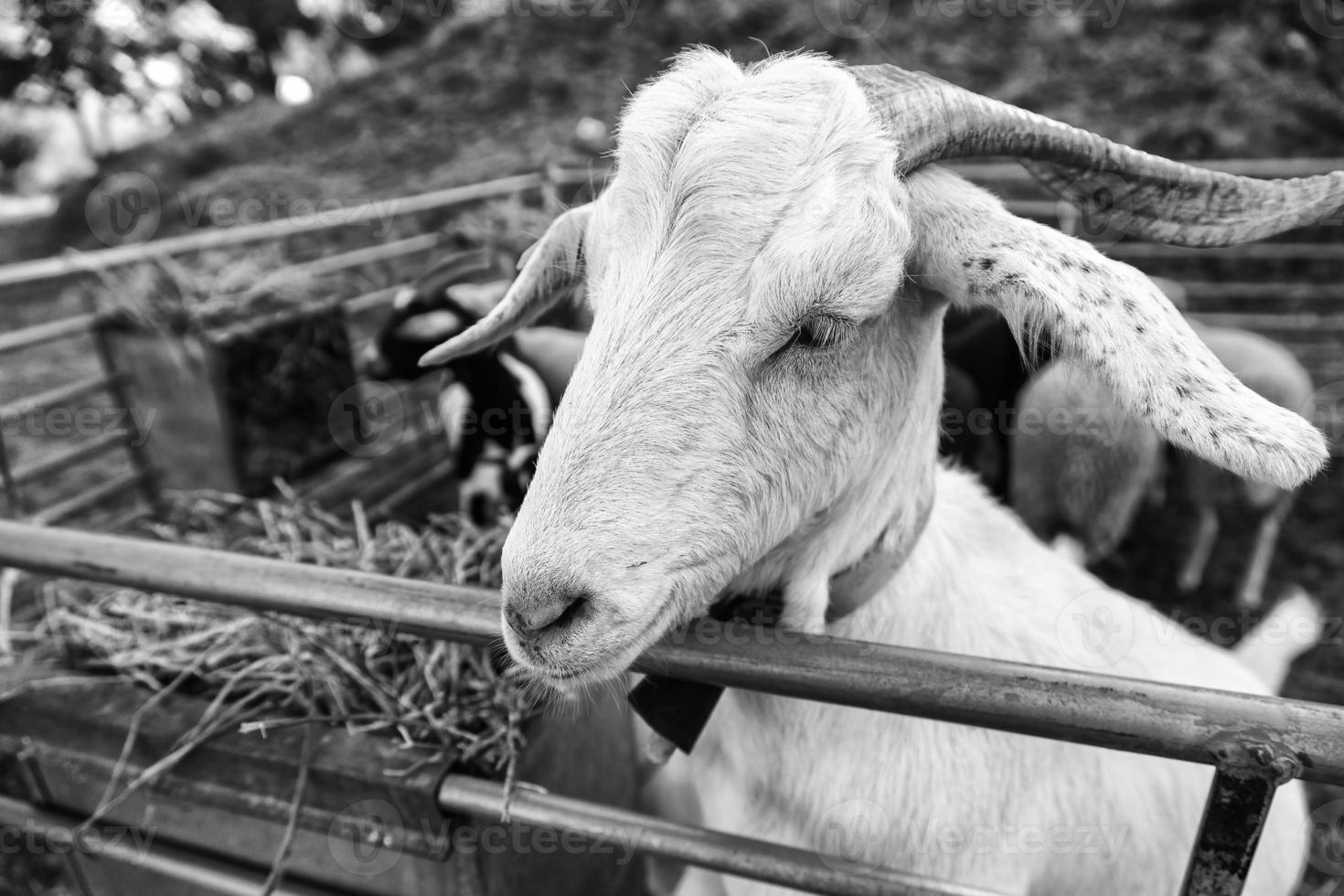 jong gehoornd geit Aan een boerderij foto