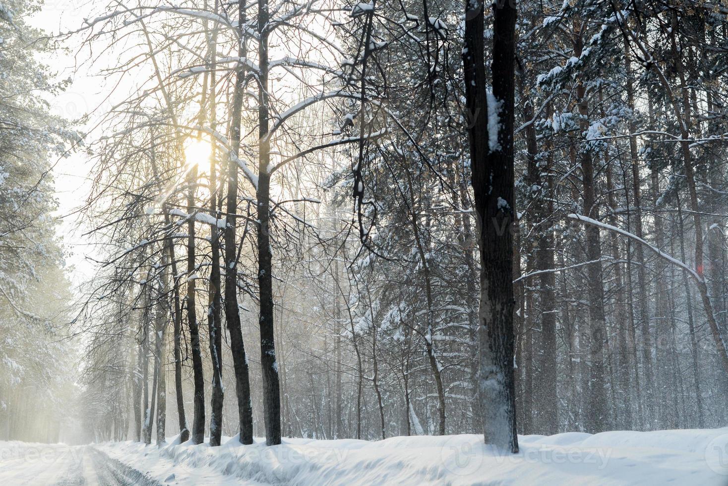 winter in het bos met sneeuwstof op de wegen foto