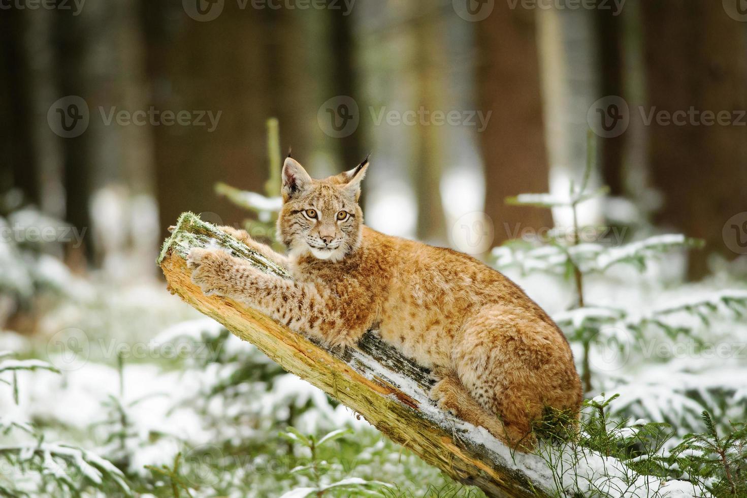 Euraziatische lynx welp liggend op boomstam in winter woud foto