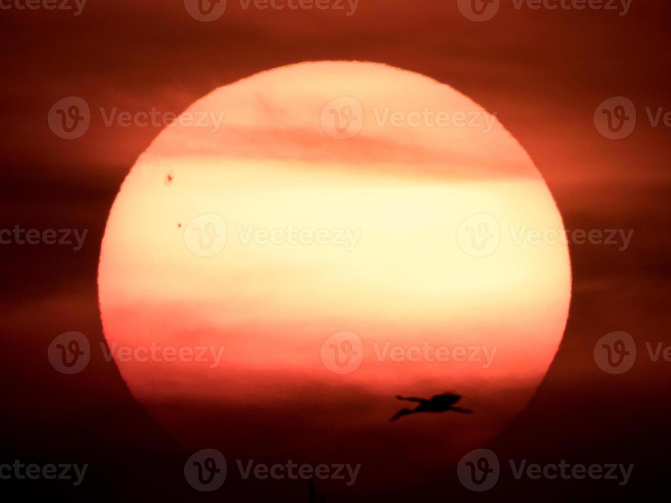 vogelstand vlieg door de zon foto