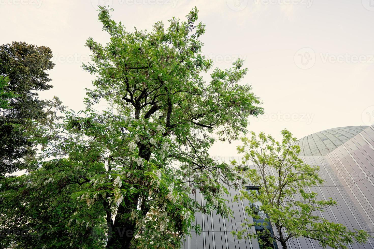 acacia boom bloemen bloeiend in de de lente. foto