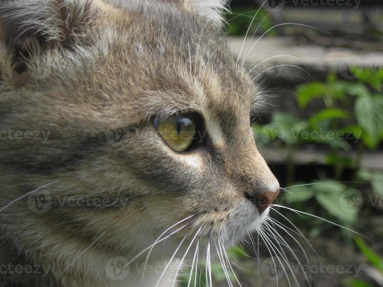 van katten gezicht in profiel tegen een achtergrond van gras en planten foto