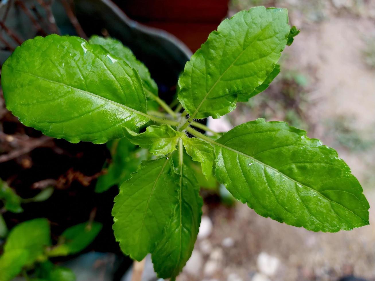 dichtbij omhoog van jong bladeren van basilicum. foto