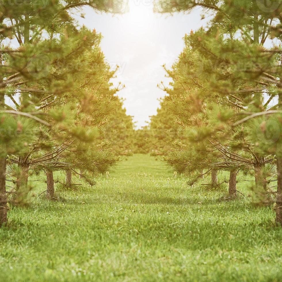 rijen van helder pijnboom bomen lit door helder zonlicht Bij naald- kinderkamer tuin. groeit jong coniferen Bij Open lucht tuinieren plantage. foto