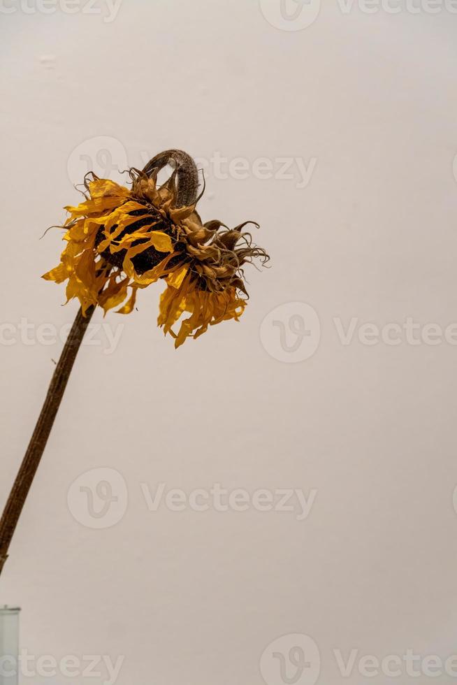 droog bloem Aan wit achtergrond, geel haren en stengel, geleidelijk drogen foto