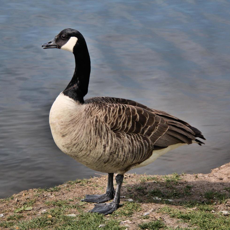 uitzicht op een Canadese gans foto