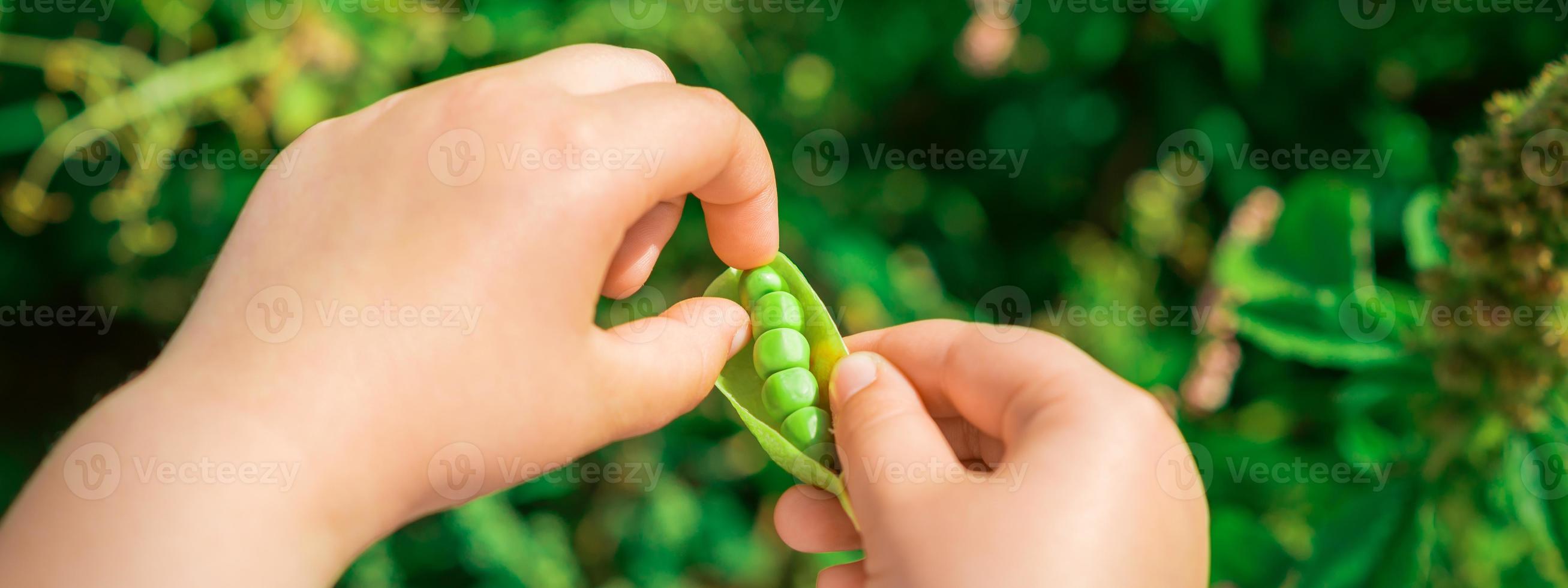 vers peulen van groen erwten in handen van kind. foto