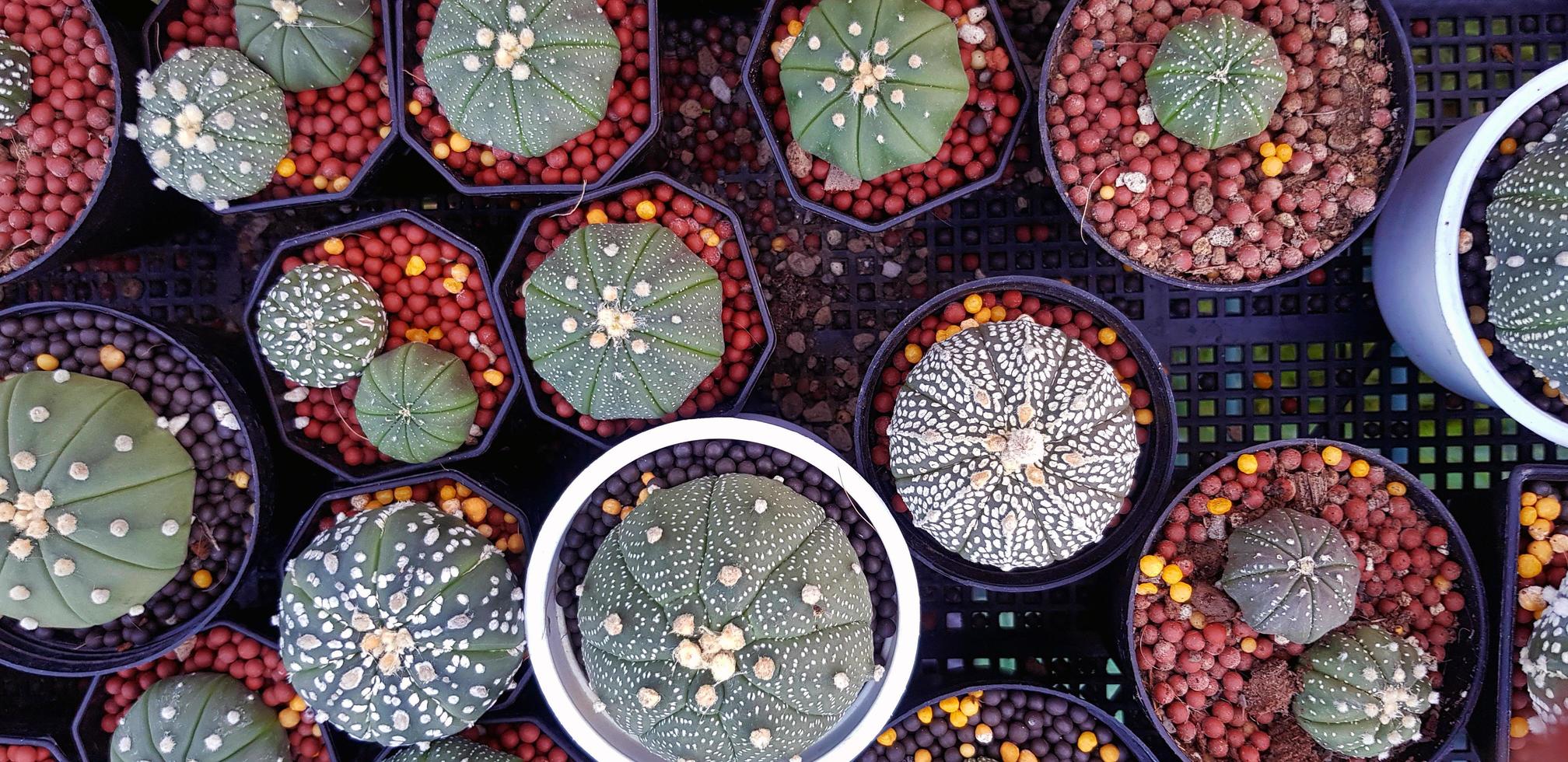 bovenaanzicht van veel groene cactus met grind in zwart-witte bloempot op mand. plat leggen van natuurlijk plant- en groeiconcept foto