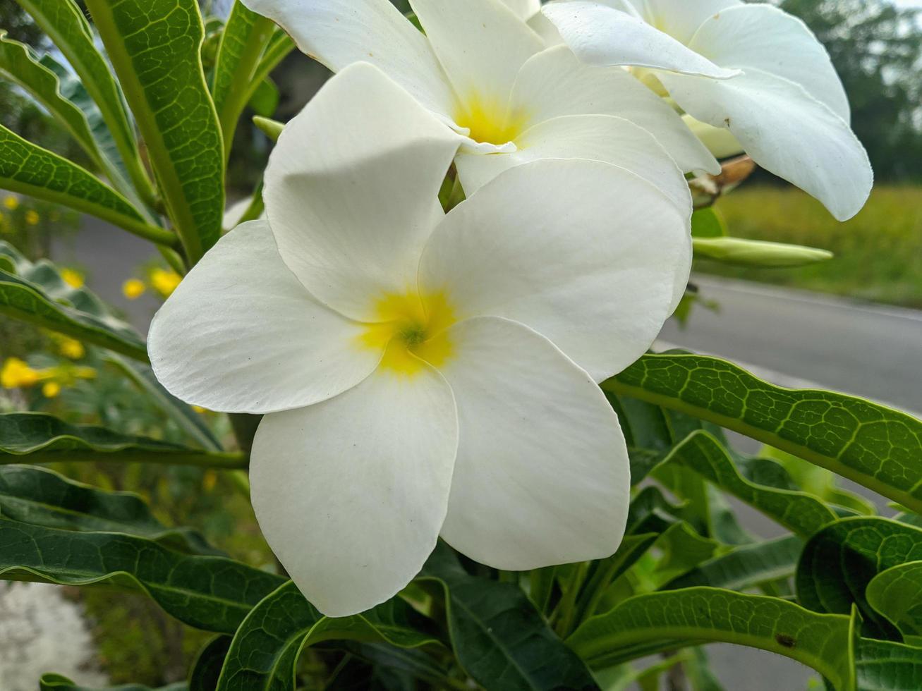 frangipani bloemen zijn wit met een mooi geel centrum en een mooi soorten van plumeria pudica foto