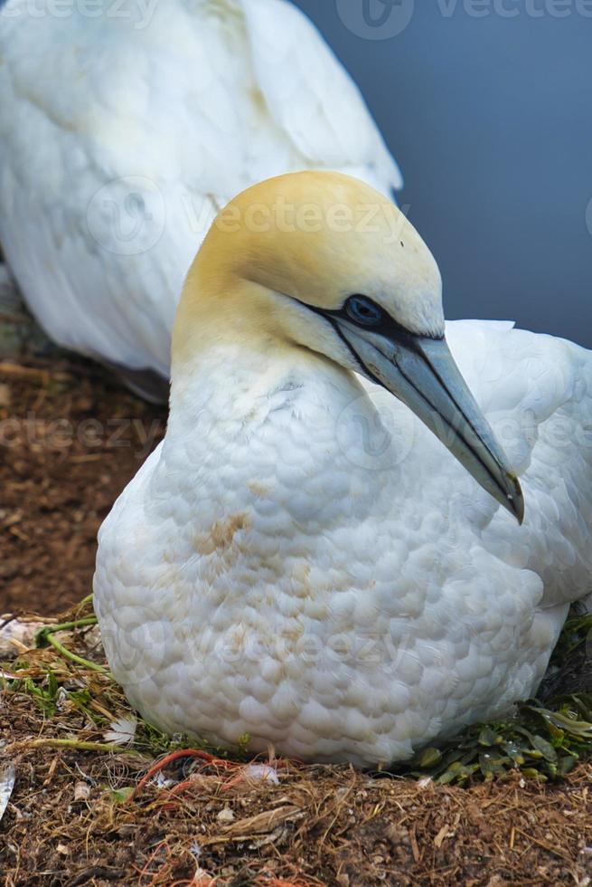 noordelijke granaat op de rode rots - morus bassanus, foto