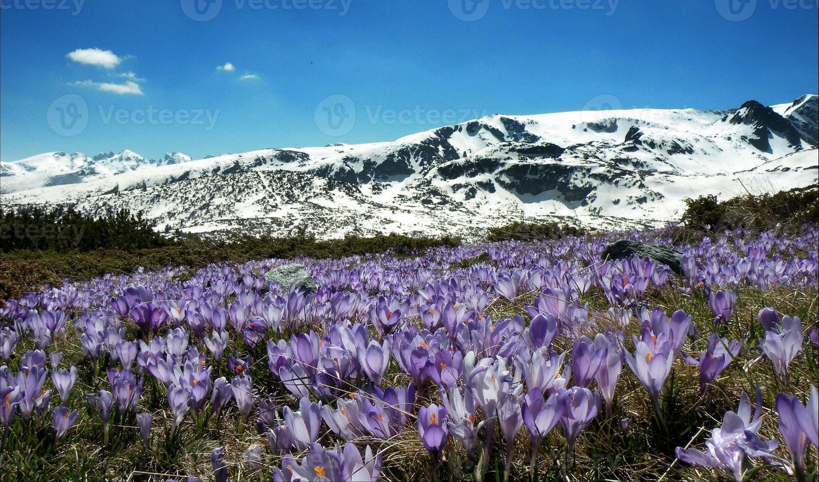 Rila-berg, met sneeuw bedekte toppen en het zien van krokussen foto