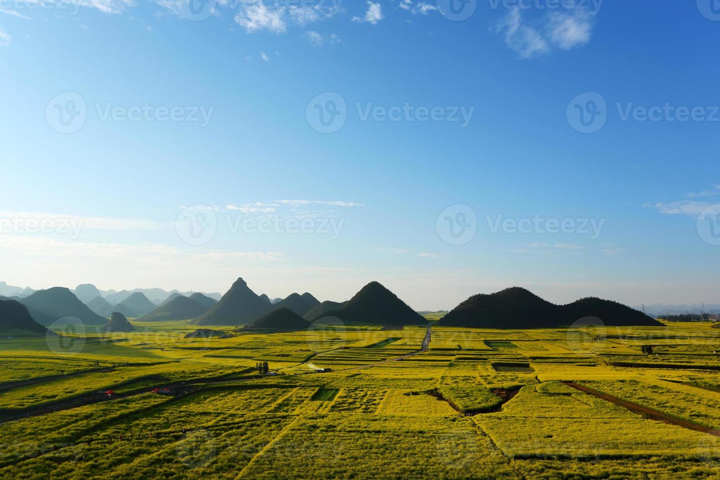 koolzaad veld met berg, china foto