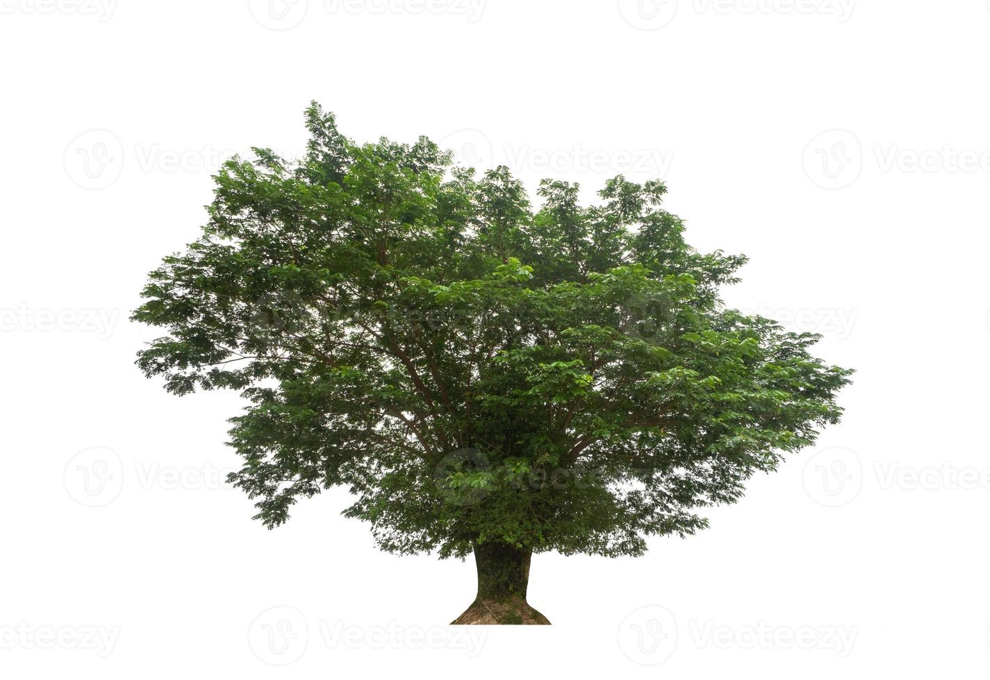 boom geïsoleerd op een witte achtergrond foto