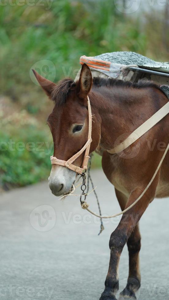 een muilezel paard draag- Aan de bouw materiaal wandelen langs de weg foto