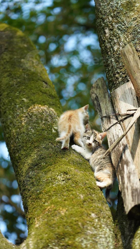 twee schattig weinig katten beklimming omhoog Aan de boom voor resting foto