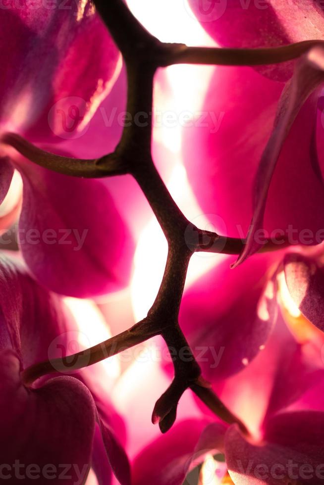 macro-opname van zonlicht schijnt door roze orchideebloemblaadjes foto