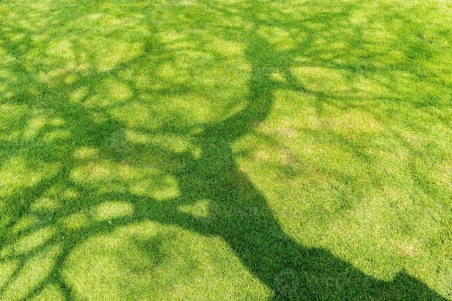 boomschaduw op kort groen gras in de lente foto