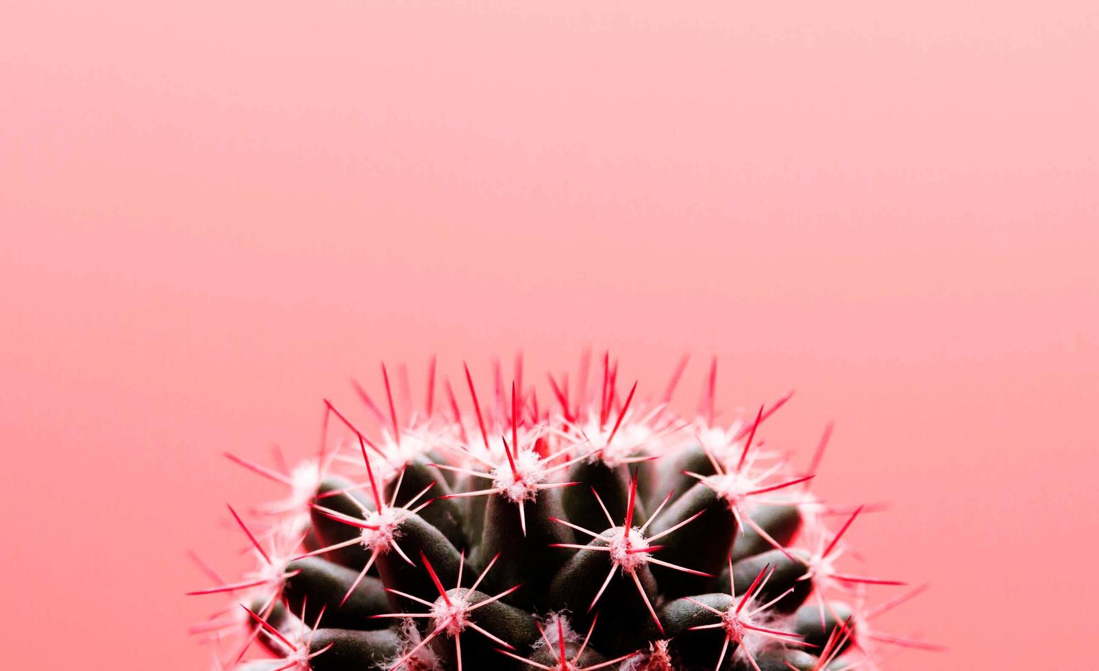 dichtbij omhoog roze cactus kunst foto