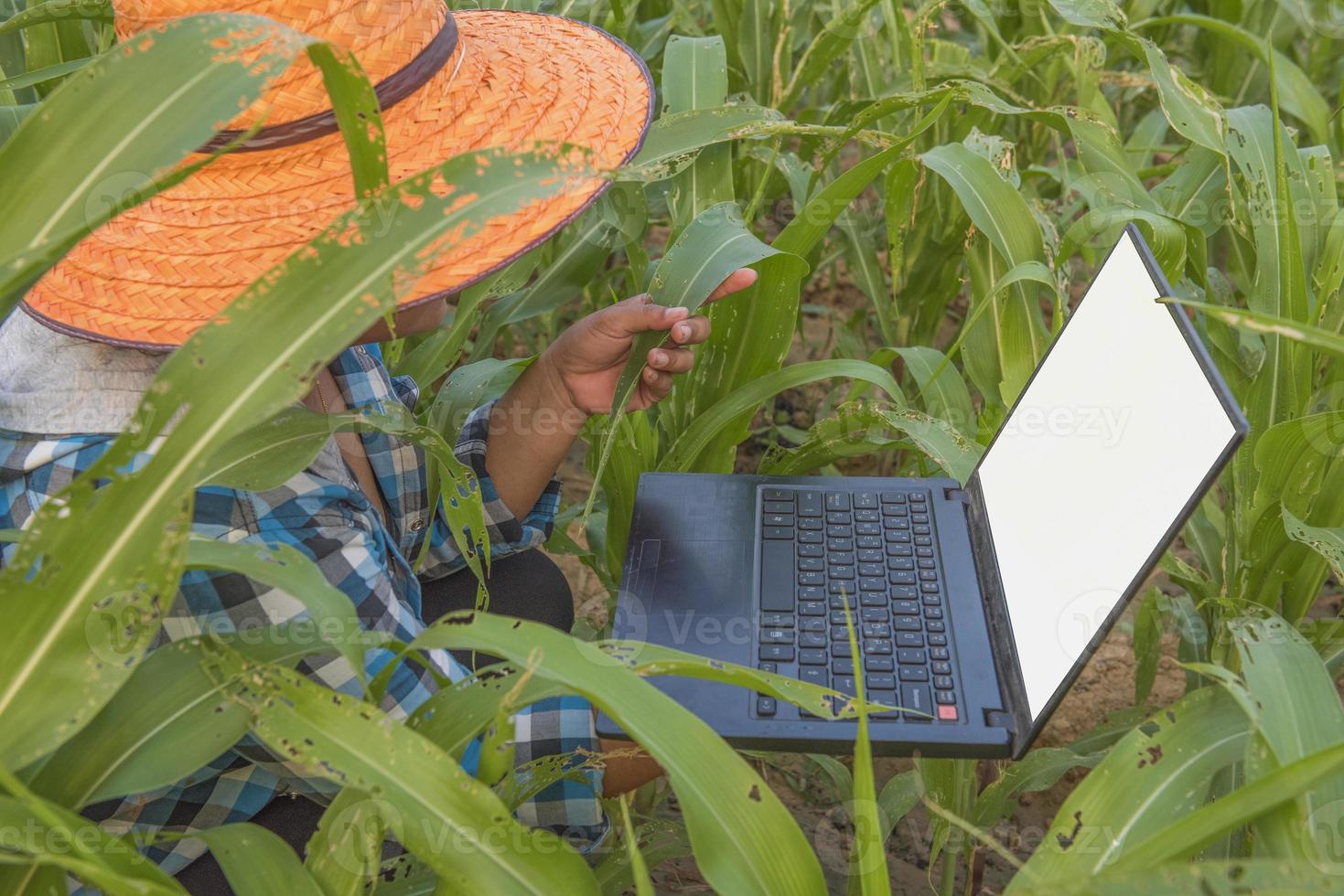 Dames boeren in Azië gebruik laptops verzamelen informatie naar studie informatie over landbouw. foto