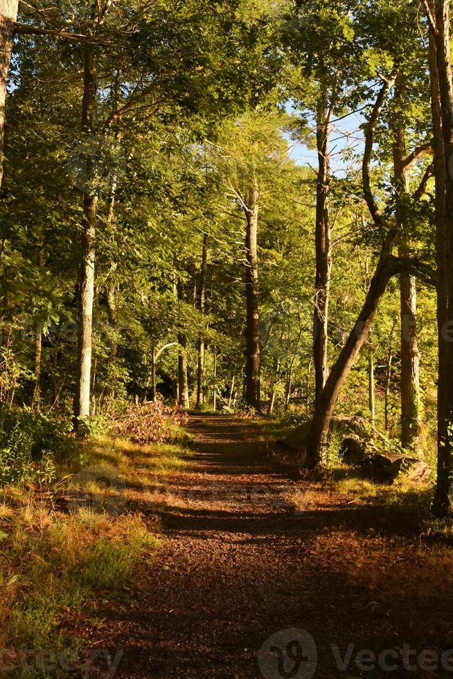 wandelen spoor gedekt in bladeren in vroeg herfst foto