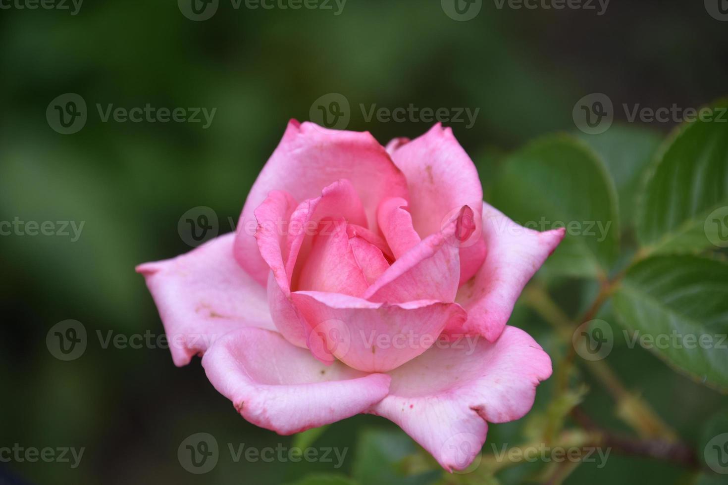 prachtig bloeiend licht roze roos bloesem bloeiend foto