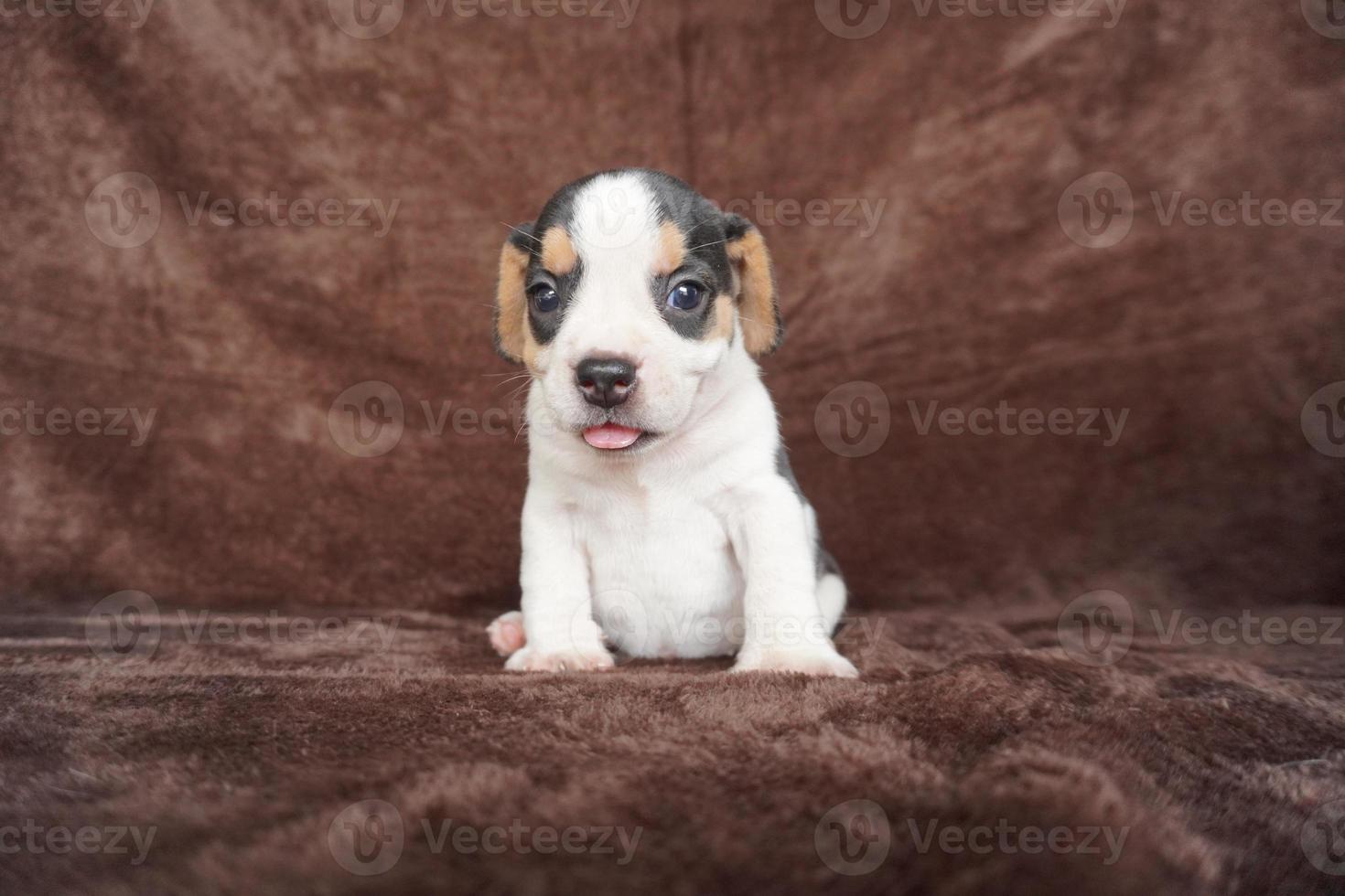 de algemeen uiterlijk van de brak lijkt op een miniatuur jachthond. beagles hebben uitstekend neuzen. beagles zijn gebruikt in een reeks van Onderzoek procedures. beagles hebben uitstekend neuzen. foto