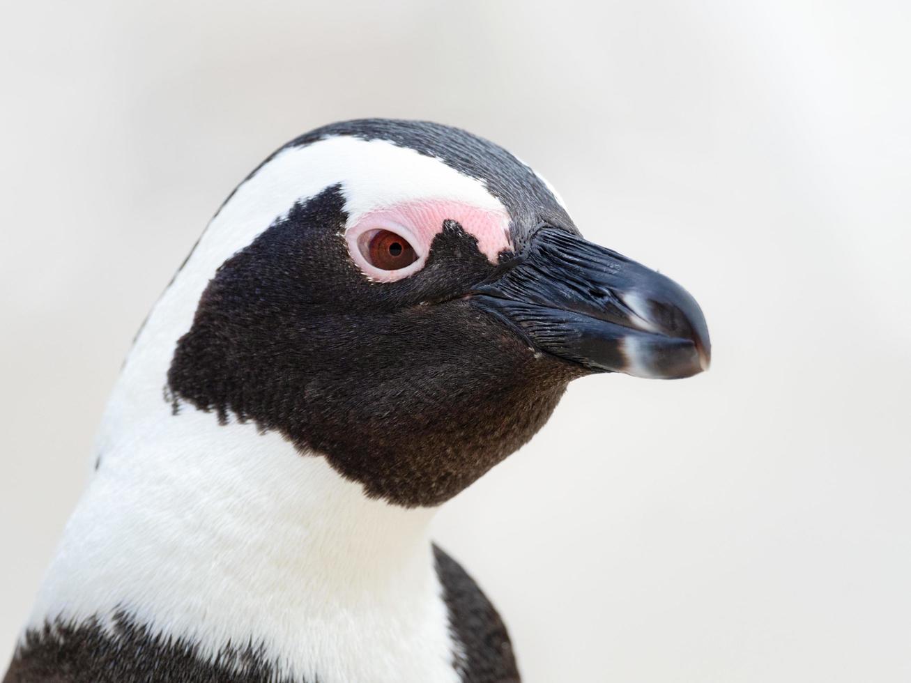 Afrikaanse pinguïn portret foto