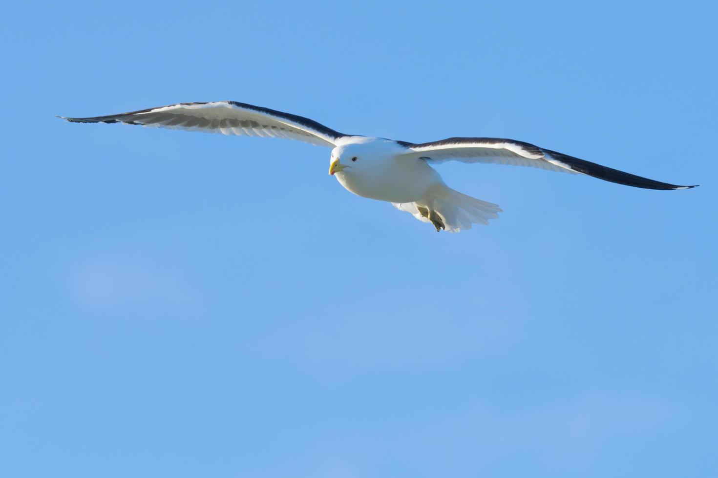 kelpmeeuw tijdens de vlucht foto