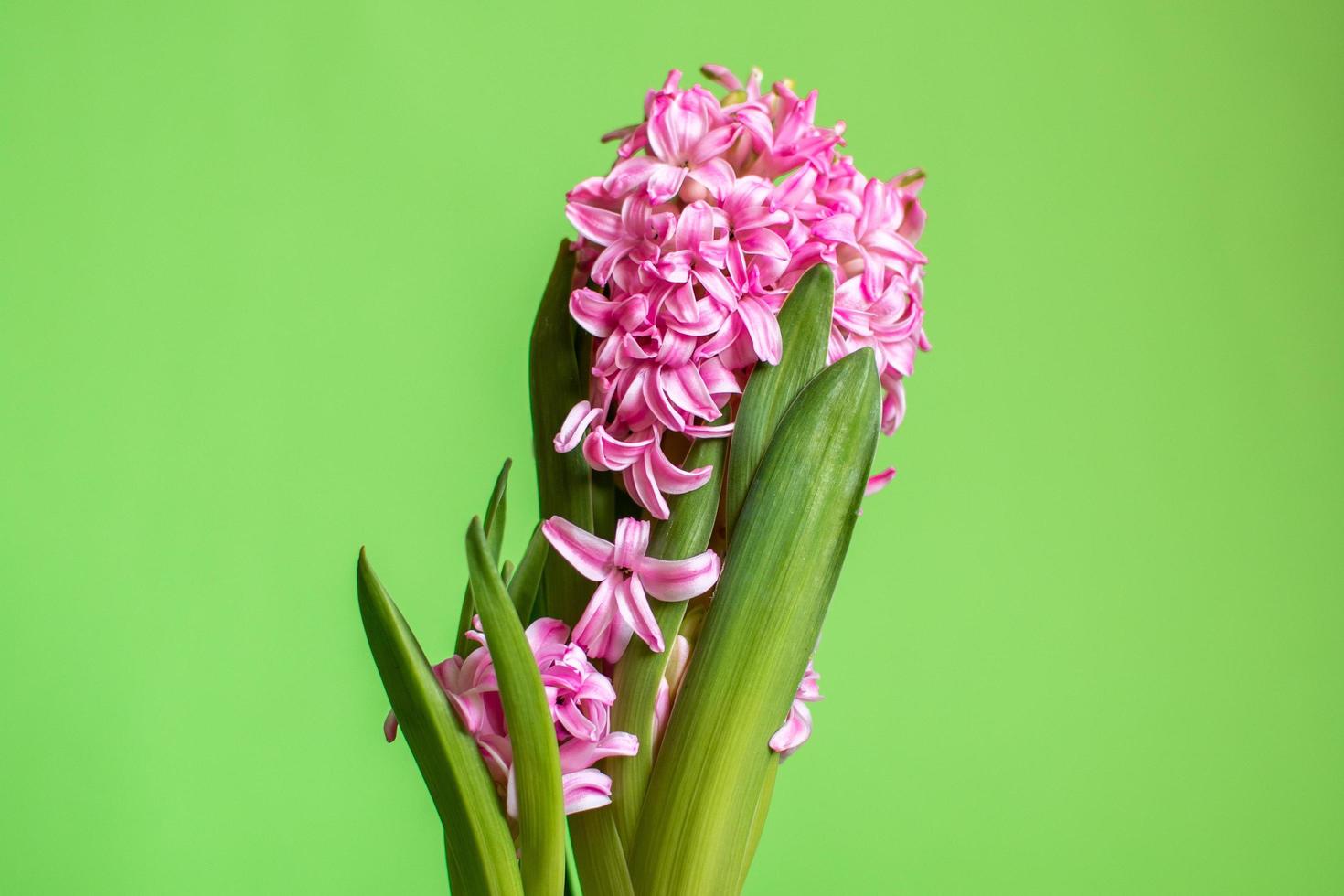 roze hyacint bloesem foto