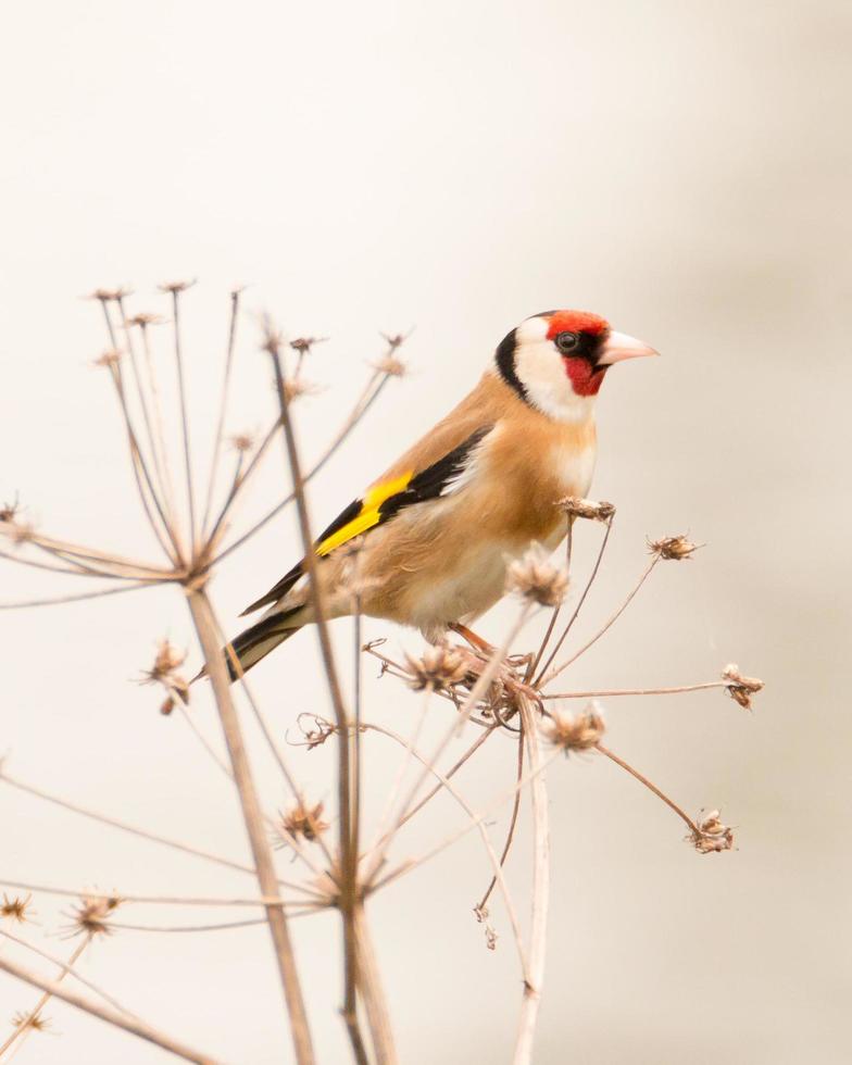 distelvink in avondlicht foto