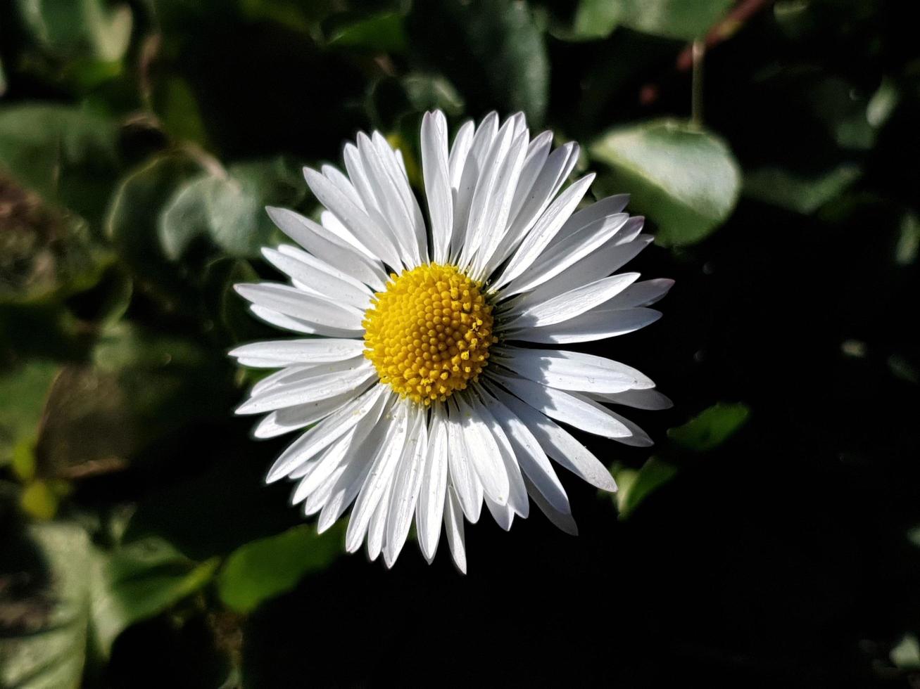 close-up van een madeliefje foto