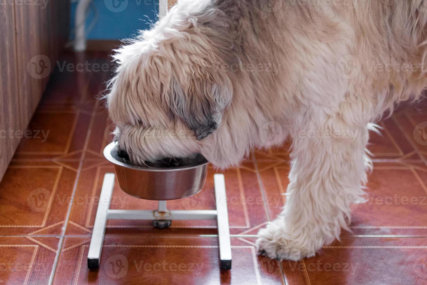 zuiden Russisch herder hond is aan het eten hond voedsel van kom Bij huis in een keuken. foto