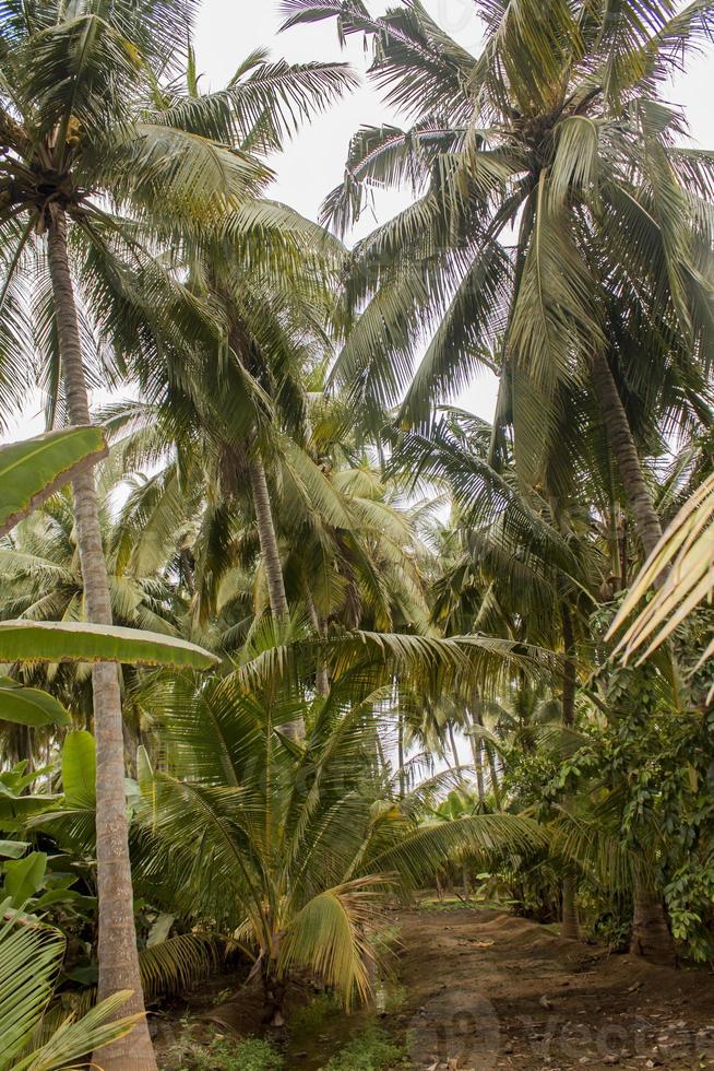 kokosnoot palmen en banaan bomen in Salalah, Oman foto