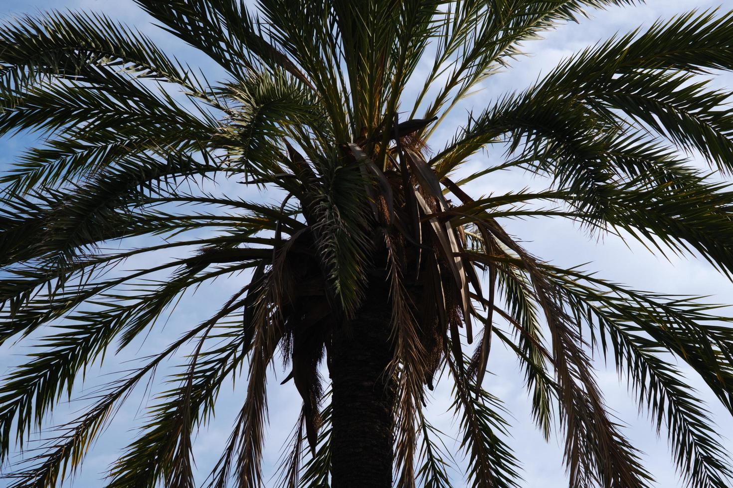 kokosnoot boom silhouet Aan de wolken, tropisch palm boom in de lucht, keerkring Afdeling buitenshuis, keerkring gebladerte detailopname, groen fabriek varenblad Aan de wind, exotisch bomen Aan een strand vakantie. foto