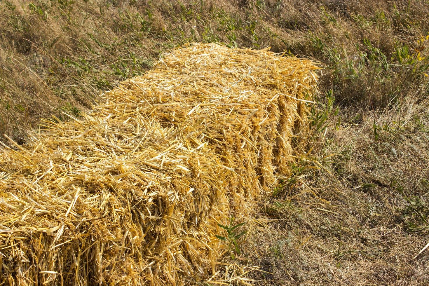 ingedrukt rietje briketten links van oogst aan het liegen Aan een veld- Bij zonsondergang ingedrukt hooi briketten Aan de veld- foto