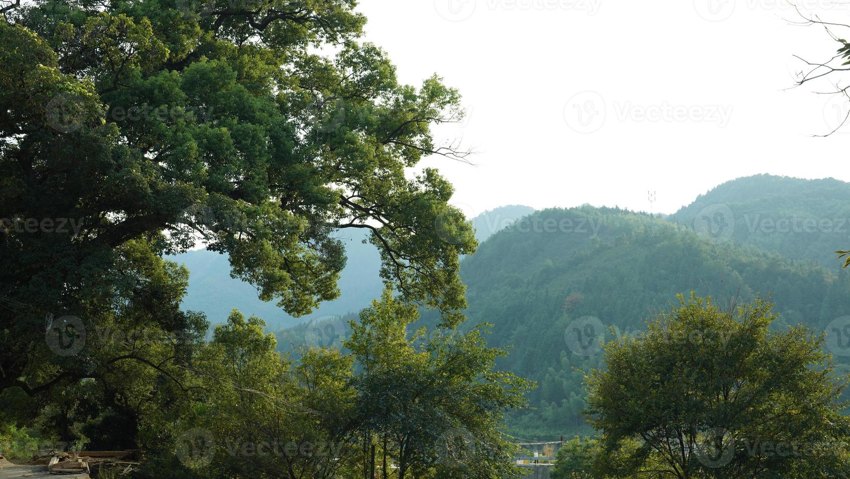 het oude en grote uitzicht op de boom vol met de groene bladeren erop op het platteland van China foto