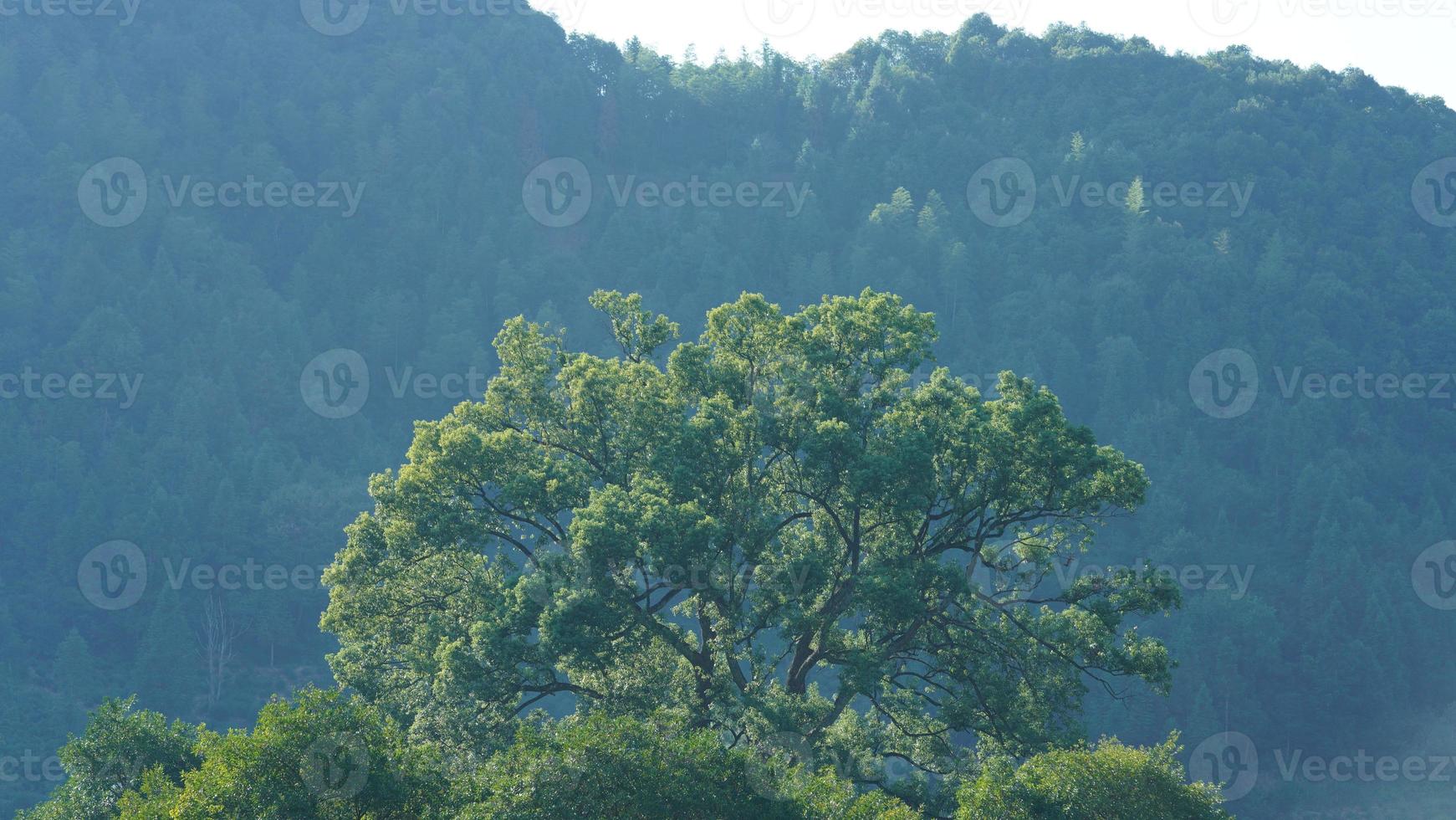 het oude en grote uitzicht op de boom vol met de groene bladeren erop op het platteland van China foto