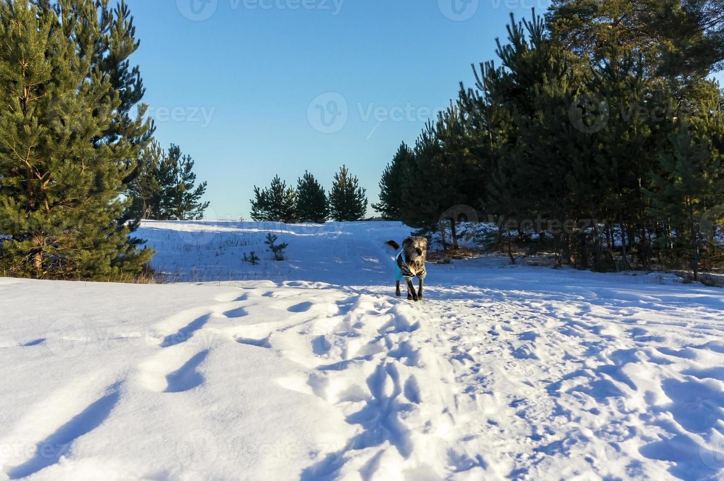schattig pluizig ruig grijs hond met een wit baard in een blauw overall wandelen in de winter Woud. wandelen en op reis met huisdieren foto