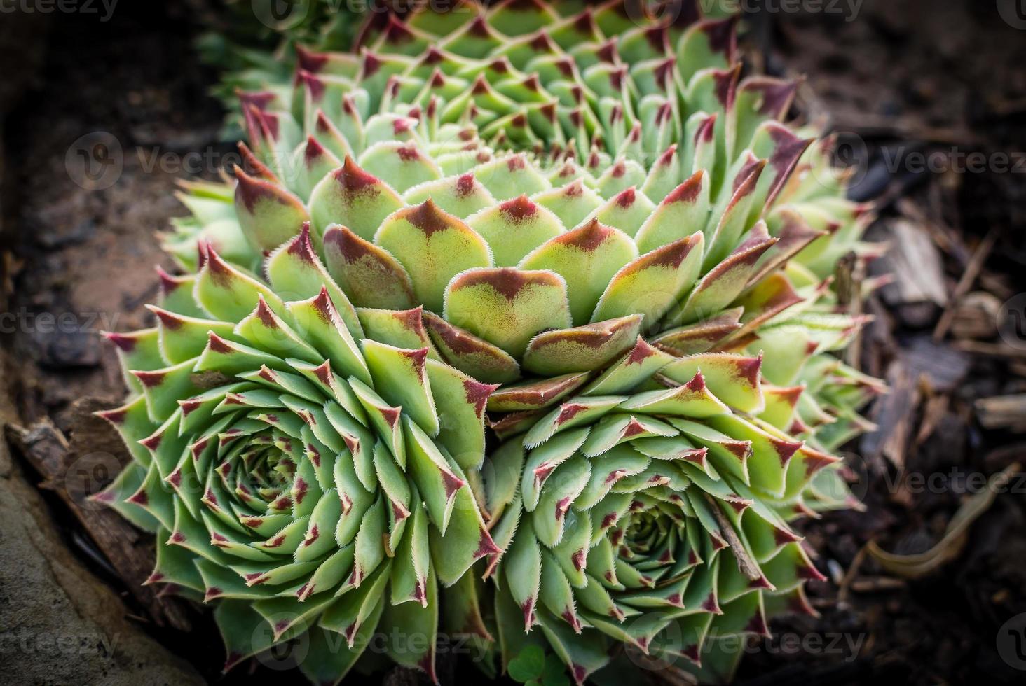 cactussen cluster foto