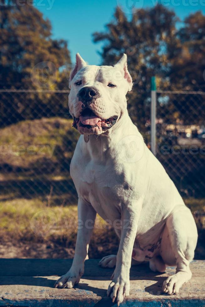 mooi wit personeel terriër spelen Bij de hond opleiding grond. gevaarlijk hond ras. gezond en actief huisdier foto