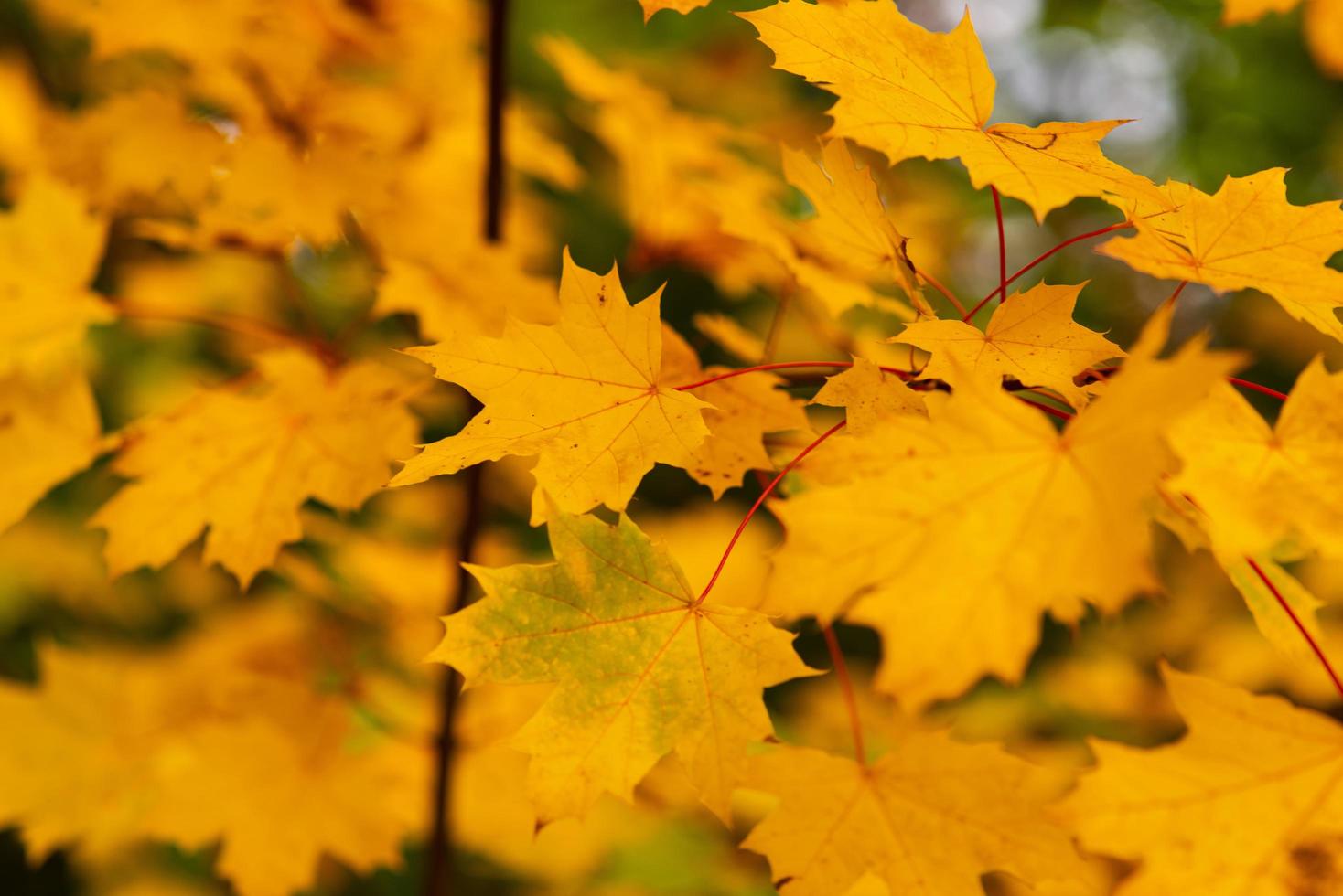 herfst boom met oranje esdoorn- blad Aan takken Aan dag foto