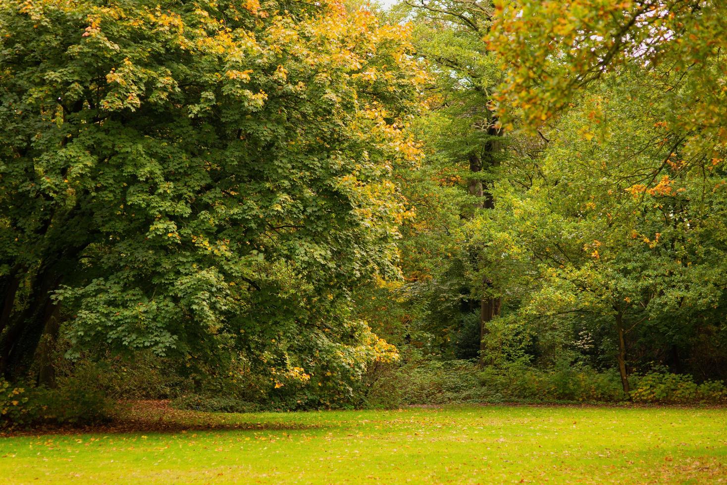 herfst park met groen gras in de weide en bomen foto