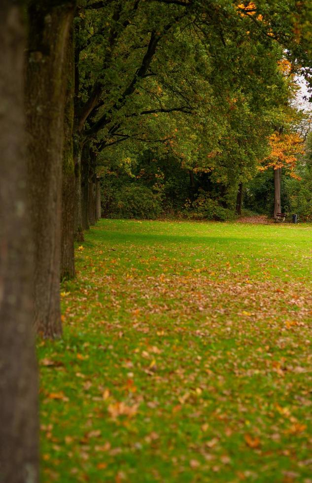 herfst park met groen gras in de weide en bomen foto