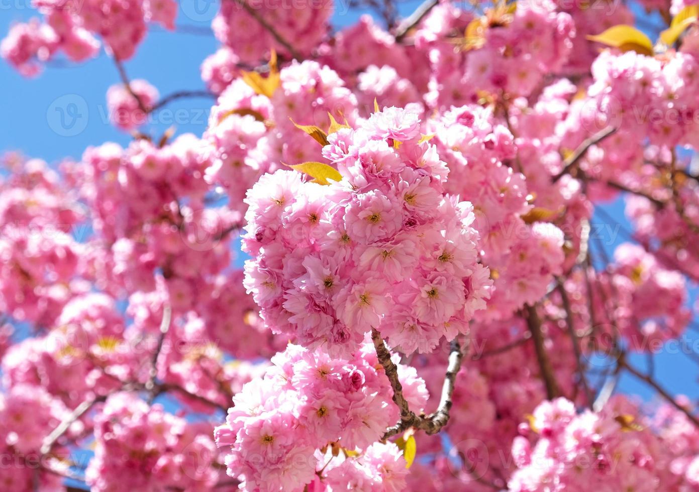 voorjaar bloemen spandoek. Afdeling van bloeiend roze bloemen van sakura boom in vroeg de lente. verbazingwekkend natuurlijk bloemen voorjaar banier of groet kaart, ansichtkaart, poster. foto