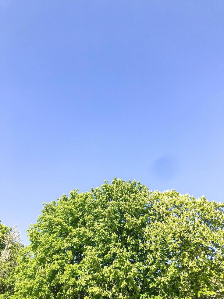 helder groen kroon van een boom tegen een zonnig blauw lucht. bladeren van een boom in natuur, ontwikkelen in de wind. observatie van natuur, groen boom net zo een huis van dieren foto